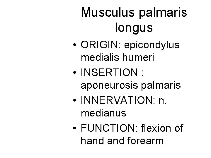 Musculus palmaris longus • ORIGIN: epicondylus medialis humeri • INSERTION : aponeurosis palmaris • Musculus palmaris longus • ORIGIN: epicondylus medialis humeri • INSERTION : aponeurosis palmaris •