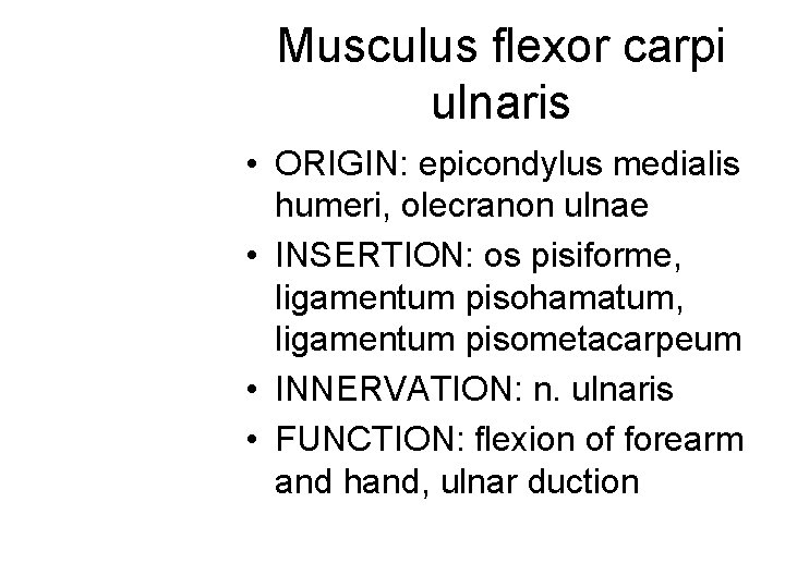 Musculus flexor carpi ulnaris • ORIGIN: epicondylus medialis humeri, olecranon ulnae • INSERTION: os Musculus flexor carpi ulnaris • ORIGIN: epicondylus medialis humeri, olecranon ulnae • INSERTION: os