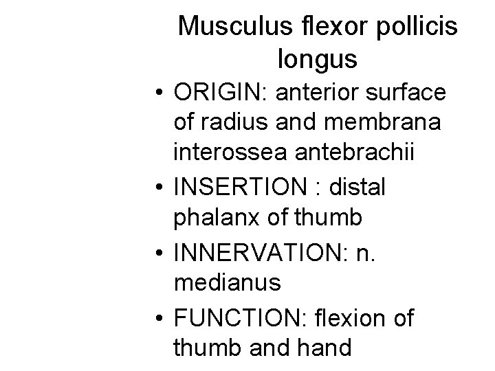 Musculus flexor pollicis longus • ORIGIN: anterior surface of radius and membrana interossea antebrachii Musculus flexor pollicis longus • ORIGIN: anterior surface of radius and membrana interossea antebrachii