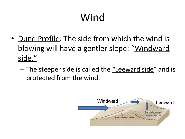 Wind • Dune Profile: The side from which the wind is blowing will have