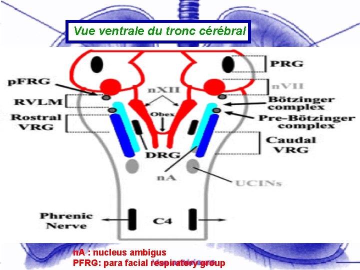 Vue ventrale du tronc cérébral n. A : nucleus ambigus PFRG: para facial respiratory