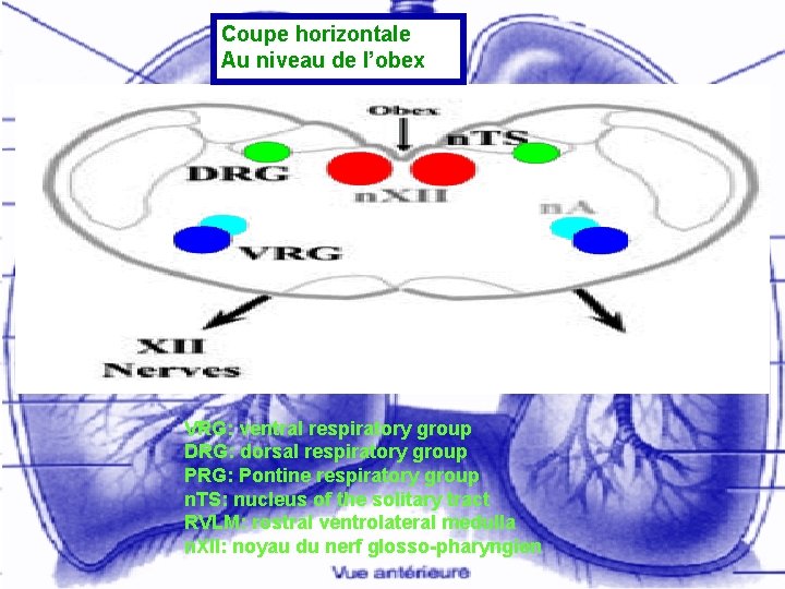 Coupe horizontale Au niveau de l’obex VRG: ventral respiratory group DRG: dorsal respiratory group