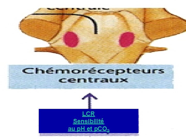 LCR Sensibilité au p. H et p. CO 2 