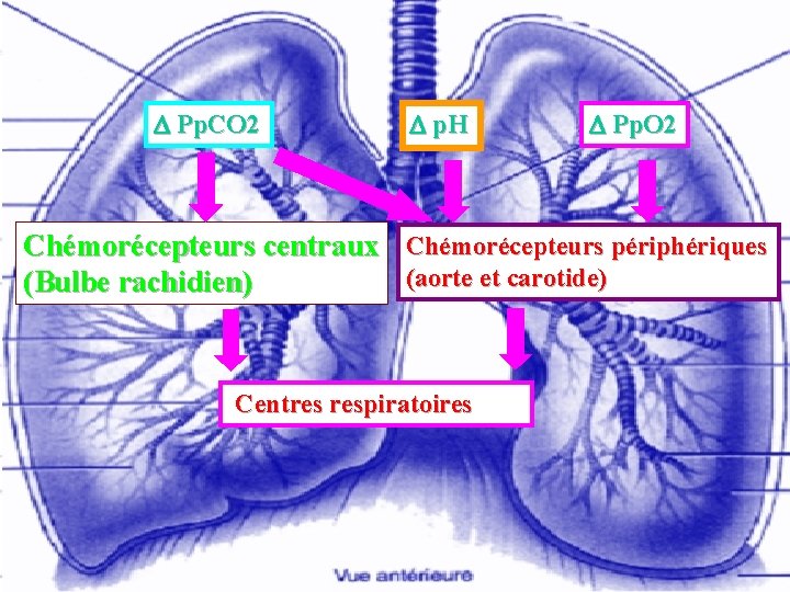  Pp. CO 2 p. H Pp. O 2 Chémorécepteurs centraux Chémorécepteurs périphériques (aorte