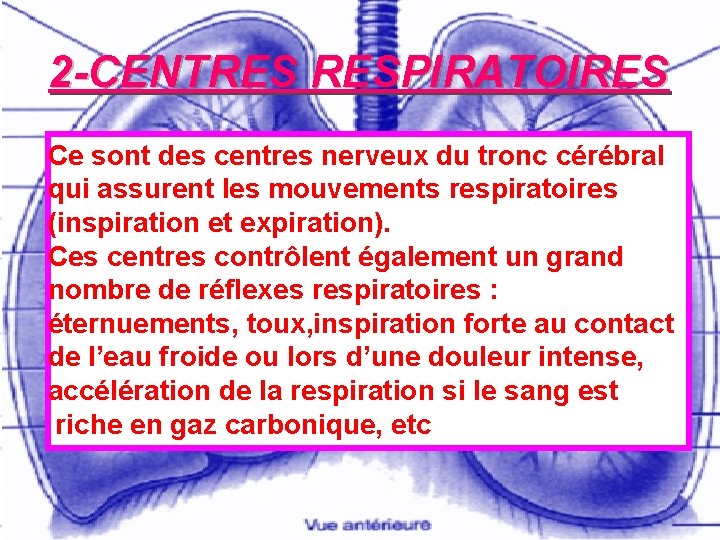 2 -CENTRES RESPIRATOIRES Ce sont des centres nerveux du tronc cérébral qui assurent les