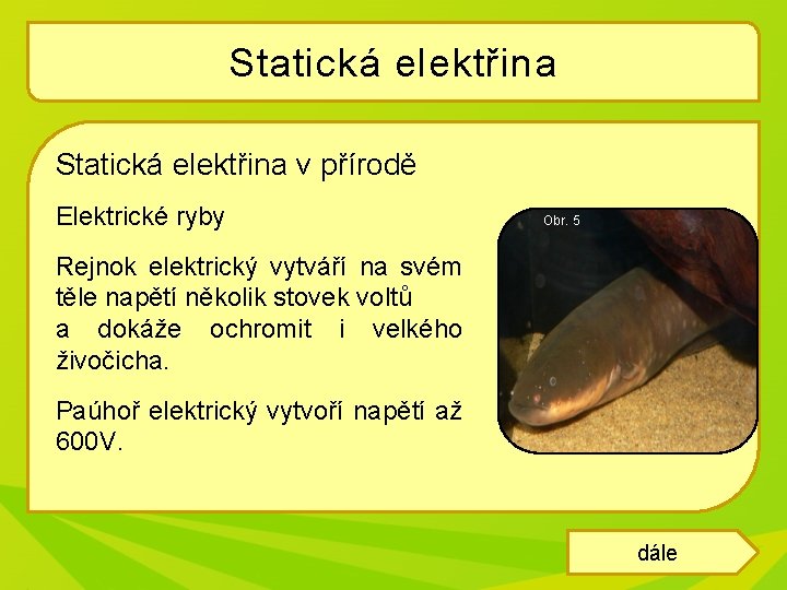 Statická elektřina v přírodě Elektrické ryby Obr. 5 Rejnok elektrický vytváří na svém těle