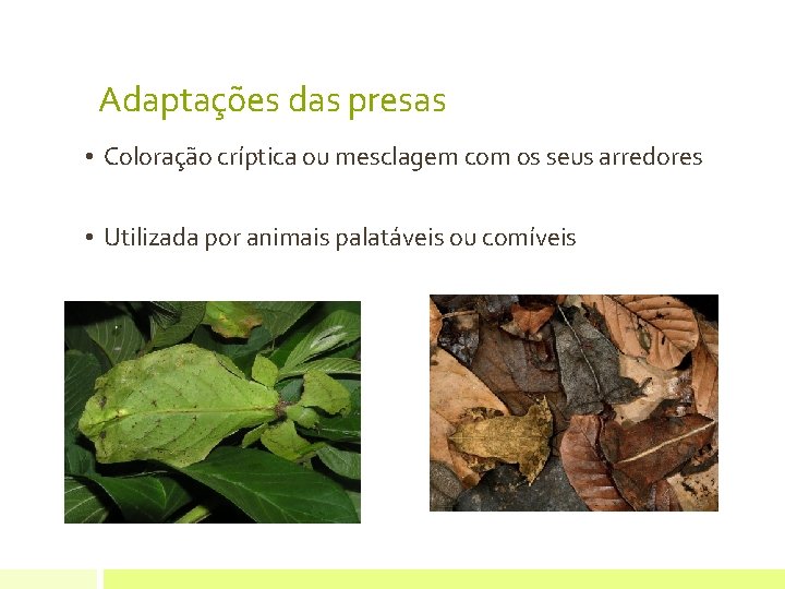 Adaptações das presas • Coloração críptica ou mesclagem com os seus arredores • Utilizada