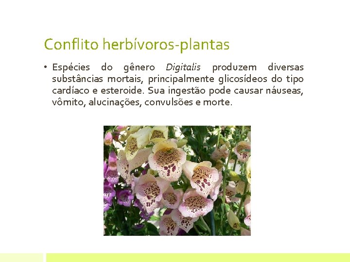 Conflito herbívoros-plantas • Espécies do gênero Digitalis produzem diversas substâncias mortais, principalmente glicosídeos do