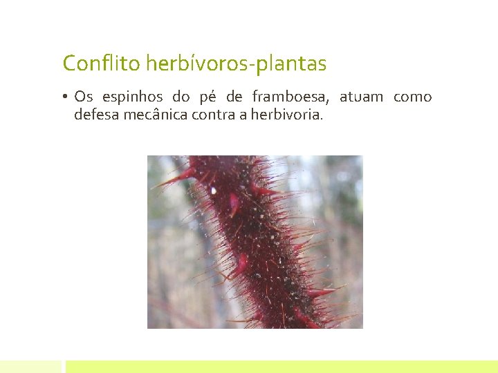 Conflito herbívoros-plantas • Os espinhos do pé de framboesa, atuam como defesa mecânica contra