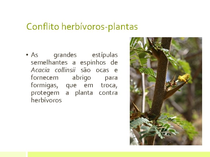 Conflito herbívoros-plantas • As grandes estípulas semelhantes a espinhos de Acacia collinsii são ocas