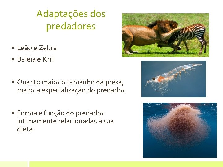 Adaptações dos predadores • Leão e Zebra • Baleia e Krill • Quanto maior