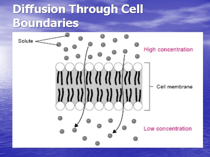Diffusion Through Cell Boundaries 