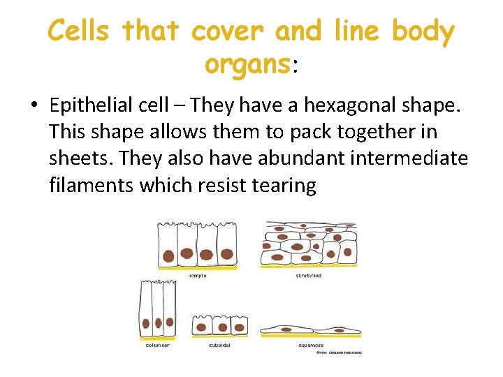 Cells that cover and line body organs: • Epithelial cell – They have a Cells that cover and line body organs: • Epithelial cell – They have a
