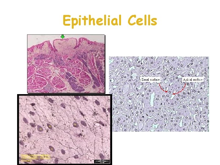 Epithelial Cells  Epithelial Cells