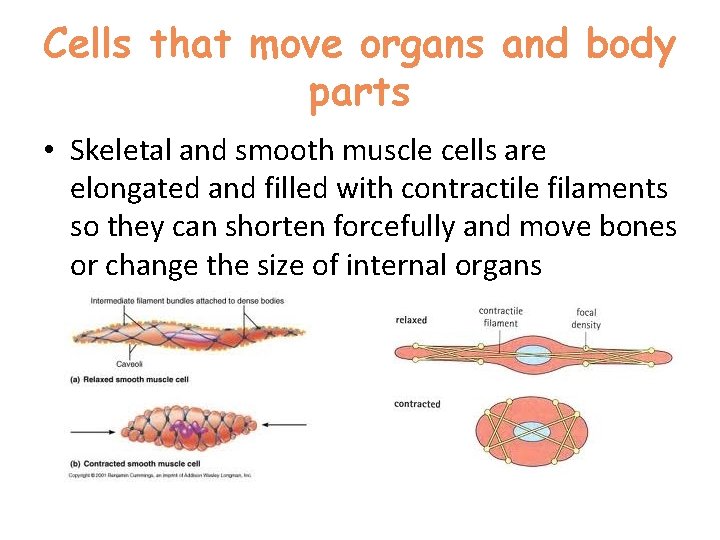 Cells that move organs and body parts • Skeletal and smooth muscle cells are Cells that move organs and body parts • Skeletal and smooth muscle cells are