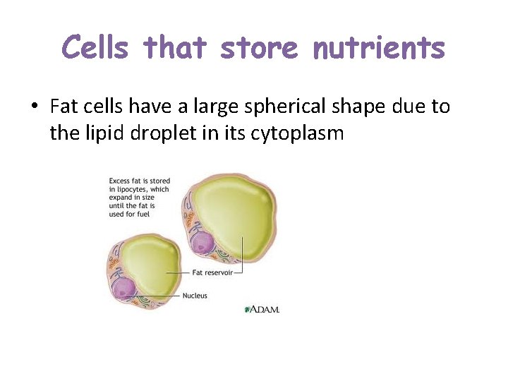 Cells that store nutrients • Fat cells have a large spherical shape due to Cells that store nutrients • Fat cells have a large spherical shape due to