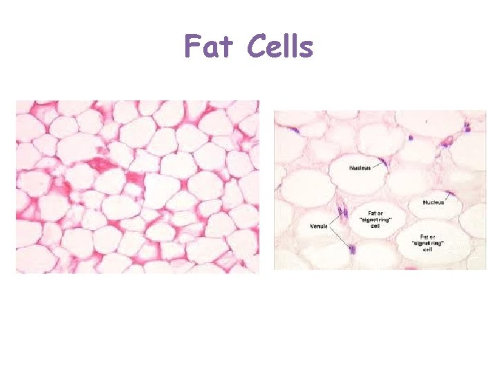 Fat Cells  Fat Cells