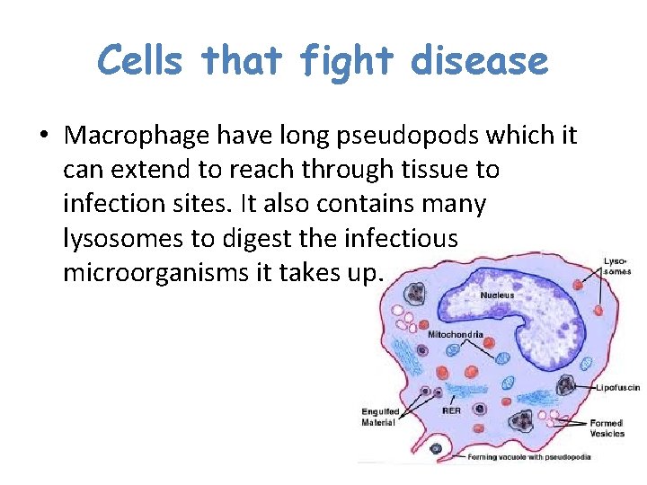 Cells that fight disease • Macrophage have long pseudopods which it can extend to Cells that fight disease • Macrophage have long pseudopods which it can extend to