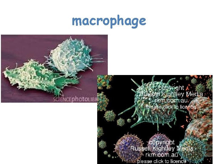macrophage  macrophage