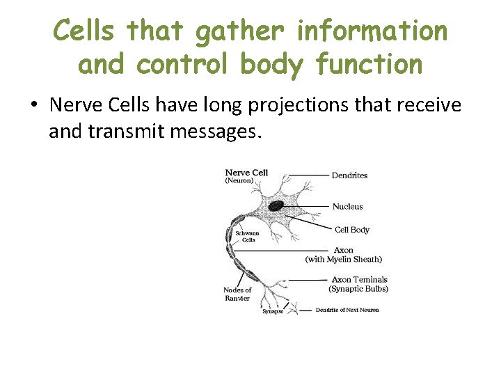 Cells that gather information and control body function • Nerve Cells have long projections Cells that gather information and control body function • Nerve Cells have long projections