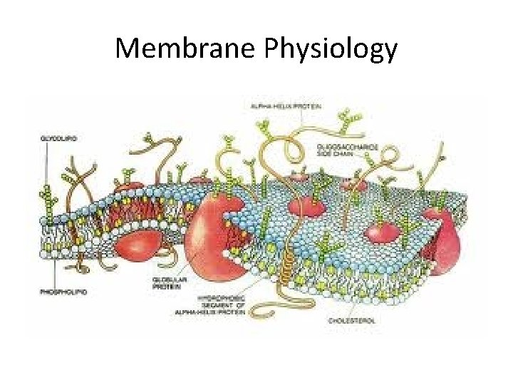 Membrane Physiology  Membrane Physiology