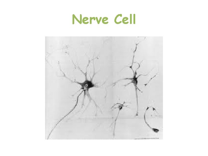 Nerve Cell  Nerve Cell