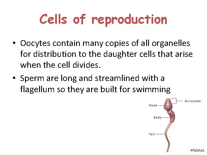 Cells of reproduction • Oocytes contain many copies of all organelles for distribution to Cells of reproduction • Oocytes contain many copies of all organelles for distribution to