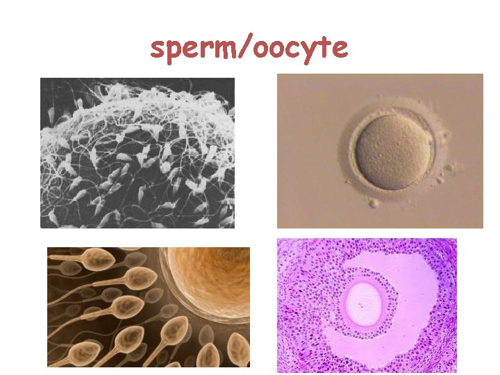 sperm/oocyte  sperm/oocyte
