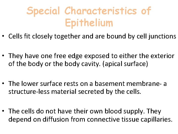 Special Characteristics of Epithelium • Cells fit closely together and are bound by cell Special Characteristics of Epithelium • Cells fit closely together and are bound by cell