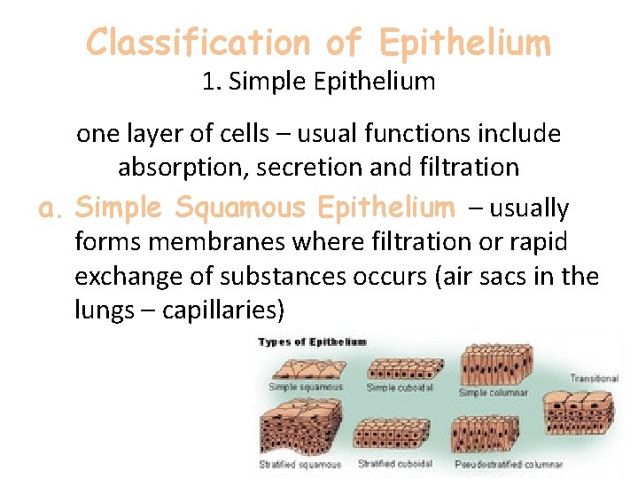 Classification of Epithelium 1. Simple Epithelium one layer of cells – usual functions include Classification of Epithelium 1. Simple Epithelium one layer of cells – usual functions include