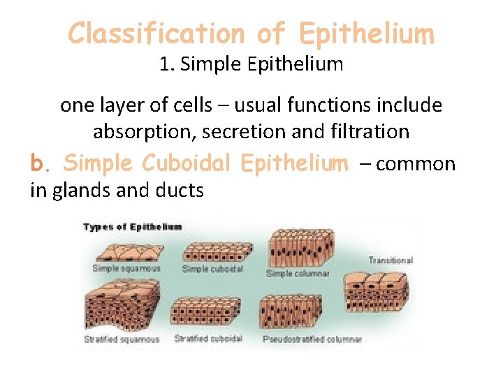 Classification of Epithelium 1. Simple Epithelium one layer of cells – usual functions include Classification of Epithelium 1. Simple Epithelium one layer of cells – usual functions include
