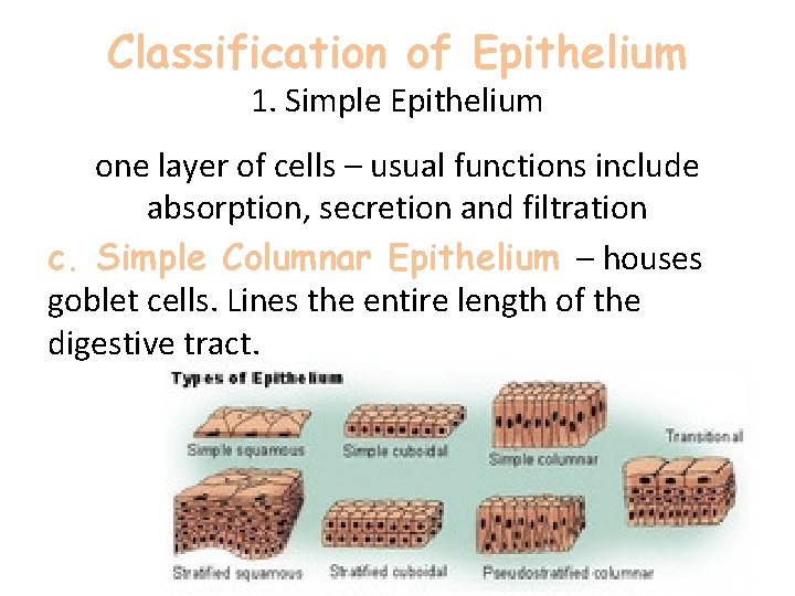 Classification of Epithelium 1. Simple Epithelium one layer of cells – usual functions include Classification of Epithelium 1. Simple Epithelium one layer of cells – usual functions include