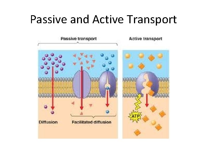 Passive and Active Transport  Passive and Active Transport
