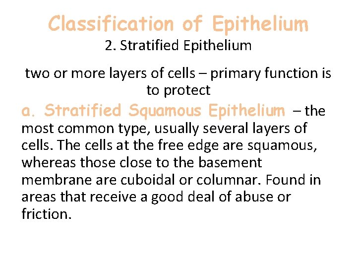 Classification of Epithelium 2. Stratified Epithelium two or more layers of cells – primary Classification of Epithelium 2. Stratified Epithelium two or more layers of cells – primary
