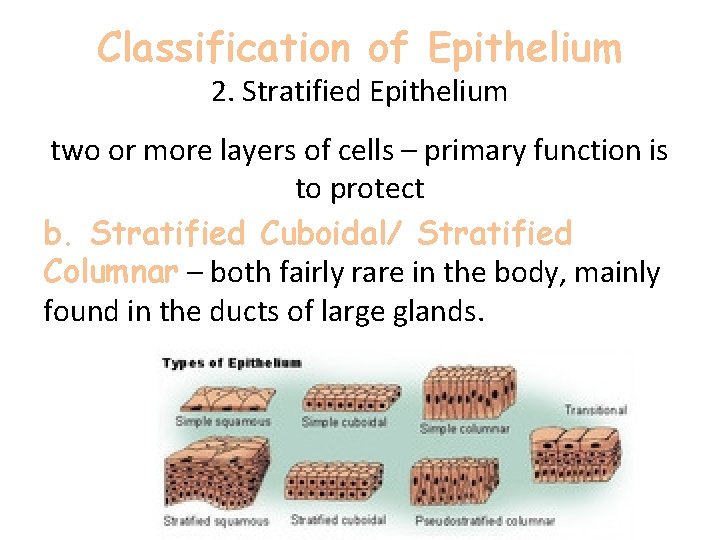 Classification of Epithelium 2. Stratified Epithelium two or more layers of cells – primary Classification of Epithelium 2. Stratified Epithelium two or more layers of cells – primary