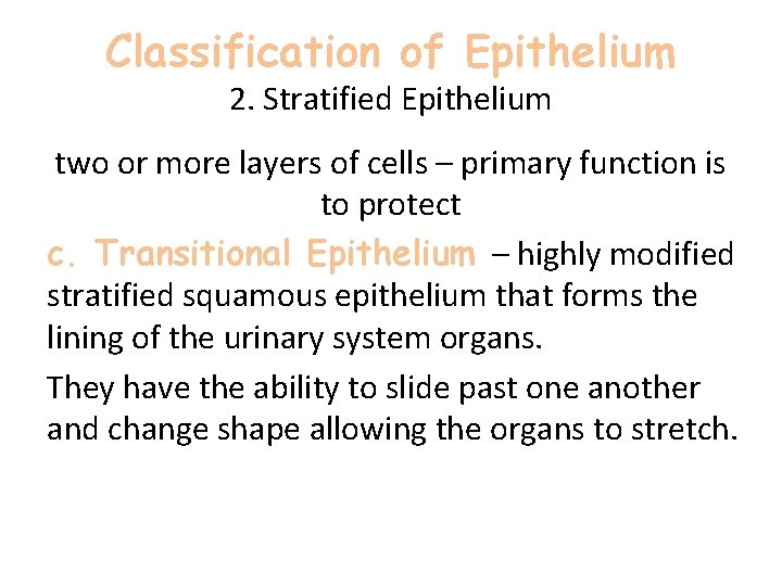 Classification of Epithelium 2. Stratified Epithelium two or more layers of cells – primary Classification of Epithelium 2. Stratified Epithelium two or more layers of cells – primary