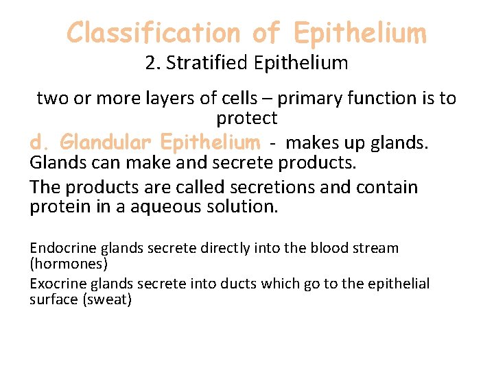 Classification of Epithelium 2. Stratified Epithelium two or more layers of cells – primary Classification of Epithelium 2. Stratified Epithelium two or more layers of cells – primary