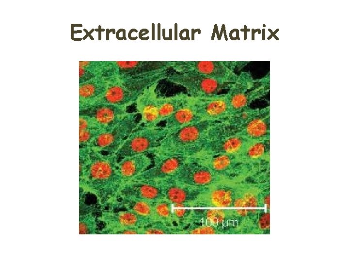 Extracellular Matrix  Extracellular Matrix