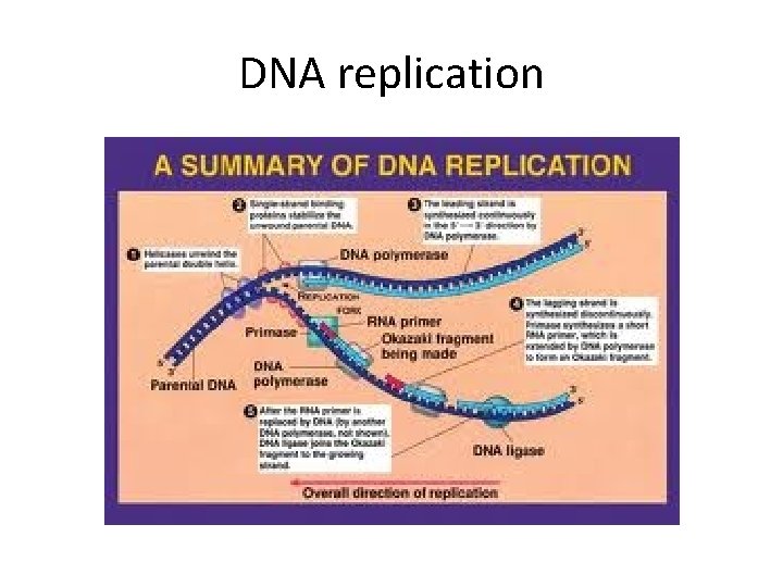 DNA replication  DNA replication