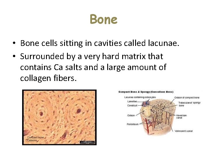 Bone • Bone cells sitting in cavities called lacunae. • Surrounded by a very Bone • Bone cells sitting in cavities called lacunae. • Surrounded by a very