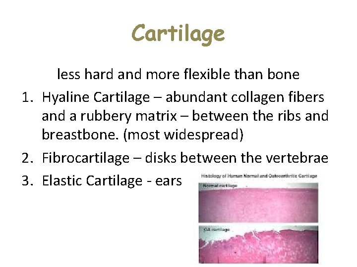 Cartilage less hard and more flexible than bone 1. Hyaline Cartilage – abundant collagen Cartilage less hard and more flexible than bone 1. Hyaline Cartilage – abundant collagen
