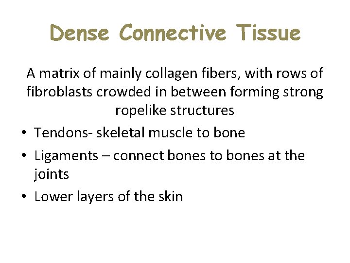 Dense Connective Tissue A matrix of mainly collagen fibers, with rows of fibroblasts crowded Dense Connective Tissue A matrix of mainly collagen fibers, with rows of fibroblasts crowded