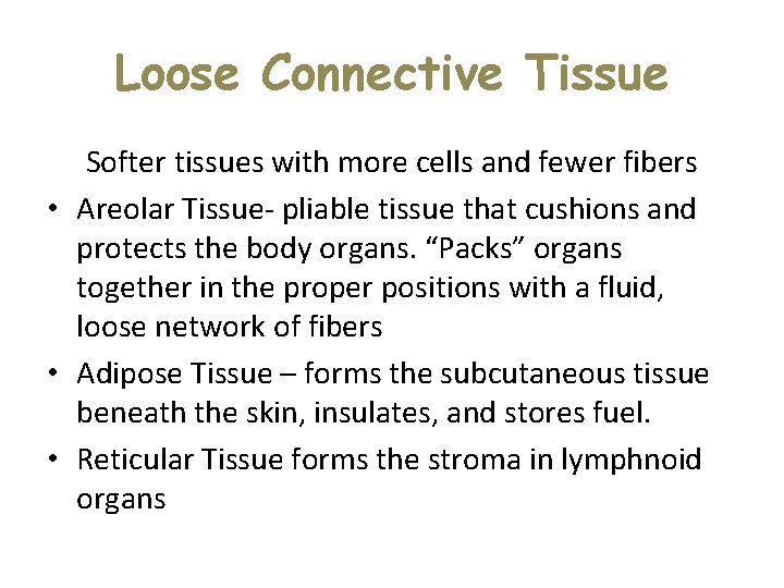 Loose Connective Tissue Softer tissues with more cells and fewer fibers • Areolar Tissue- Loose Connective Tissue Softer tissues with more cells and fewer fibers • Areolar Tissue-