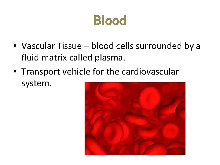 Blood • Vascular Tissue – blood cells surrounded by a fluid matrix called plasma. Blood • Vascular Tissue – blood cells surrounded by a fluid matrix called plasma.