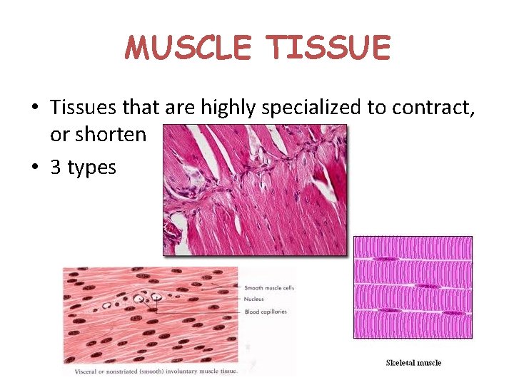 MUSCLE TISSUE • Tissues that are highly specialized to contract, or shorten • 3 MUSCLE TISSUE • Tissues that are highly specialized to contract, or shorten • 3