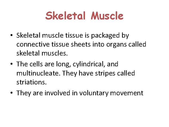 Skeletal Muscle • Skeletal muscle tissue is packaged by connective tissue sheets into organs Skeletal Muscle • Skeletal muscle tissue is packaged by connective tissue sheets into organs