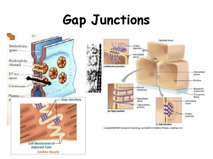 Gap Junctions  Gap Junctions