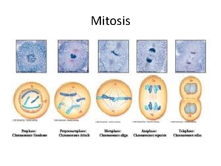 Mitosis  Mitosis