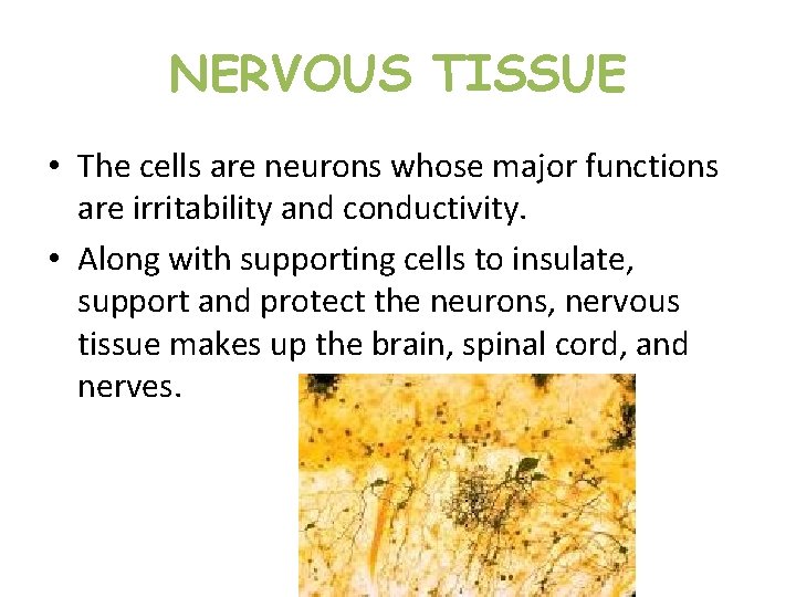 NERVOUS TISSUE • The cells are neurons whose major functions are irritability and conductivity. NERVOUS TISSUE • The cells are neurons whose major functions are irritability and conductivity.
