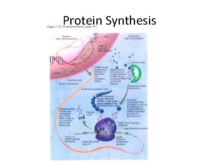 Protein Synthesis  Protein Synthesis